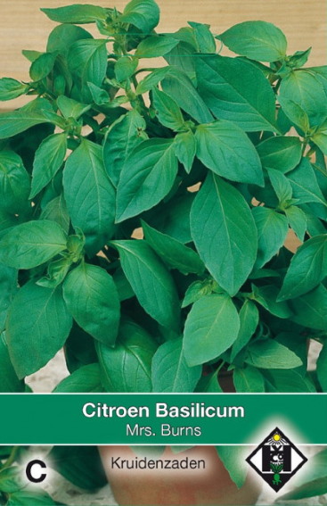 Citroenbasilicum Mrs Burns (Ocimum citriodorum) 600 zaden HE